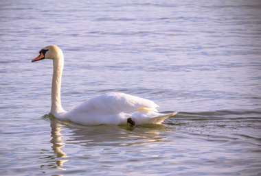 Kuğu.