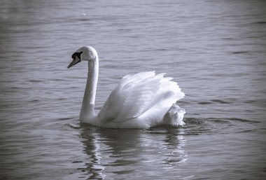 Kuğu.