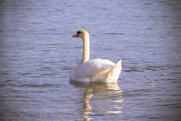 Cisne — Fotografia de Stock