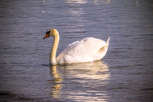 Cisne — Fotografia de Stock