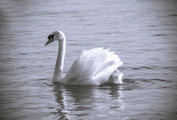 Cisne — Fotografia de Stock