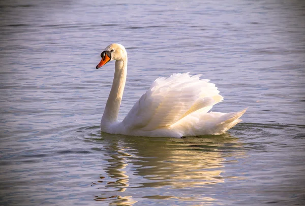 Cisne — Fotografia de Stock