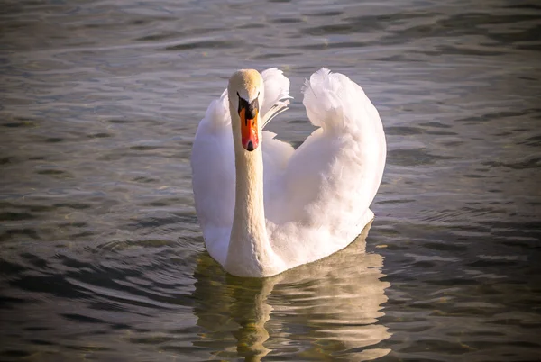 Schwan — Stockfoto