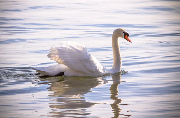 Cisne — Fotografia de Stock