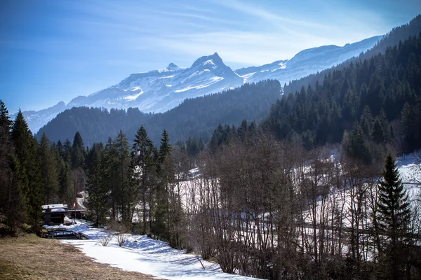 The Coniferous Forest — Stock Photo, Image