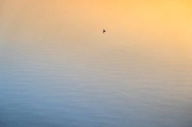 Gün batımında gölde yüzen ördek