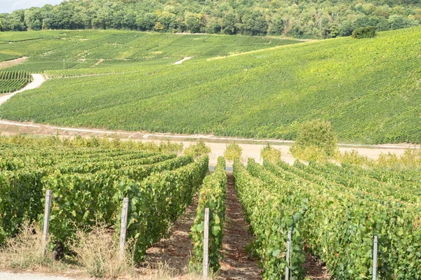 Vignobles Champagne Renommée Mondiale France — Photo