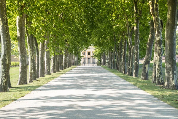 Şato Margaux Ağaç Tünelinde Bordeaux Fransa — Stok fotoğraf