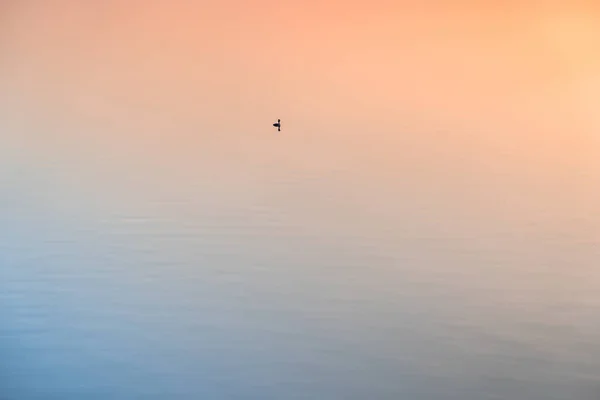 Zachodzie Słońca Kaczka Pływa Jeziorze — Zdjęcie stockowe