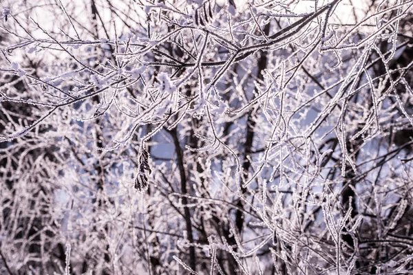 Ağaçların Arasından Parlayan Güneş Dalında Kar Var — Stok fotoğraf
