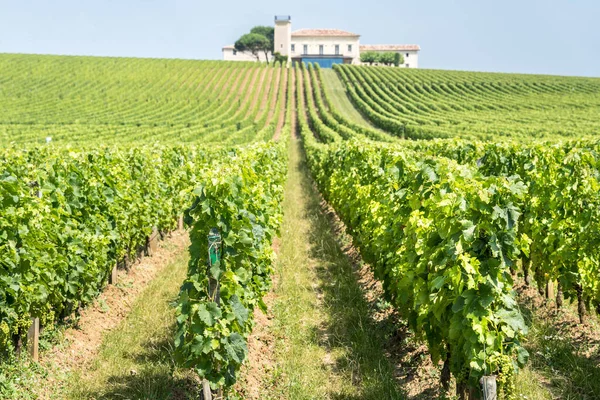 Saint Emilion Fransa Güzel Üzüm Bağları Mavi Gökyüzü — Stok fotoğraf