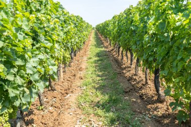 Saint Emilion, Fransa 'da güzel üzüm bağları ve mavi gökyüzü