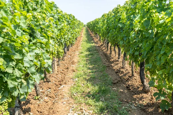 Saint Emilion Fransa Güzel Üzüm Bağları Mavi Gökyüzü — Stok fotoğraf