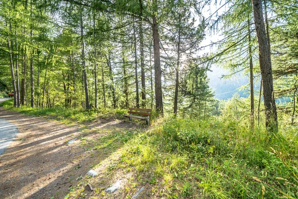 Peisaj Pădure Pin Apus Soare Alpii Elvețieni — Fotografie, imagine de stoc