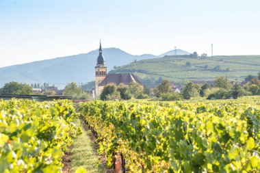 Alsace, Fransa 'da eski kilisesi olan şarap yolu Fransız üzüm bağı.