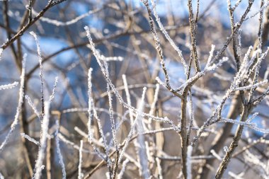 Sun shining through trees with snow on the branch