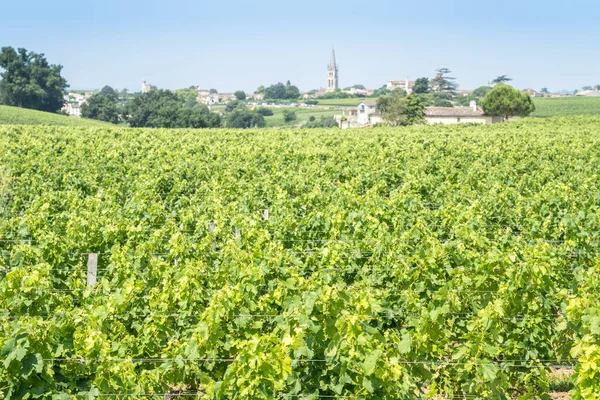 Saint Emilion Fransa Güzel Üzüm Bağları Mavi Gökyüzü — Stok fotoğraf