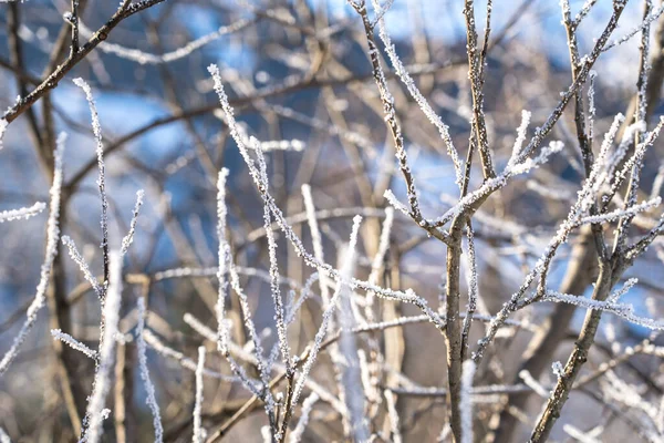 Sol Brillando Través Los Árboles Con Nieve Rama — Foto de Stock