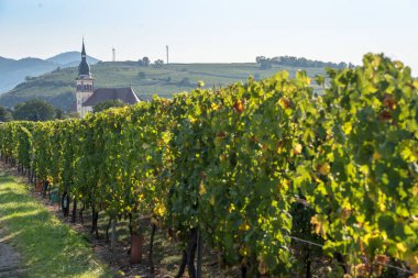 Fransa 'nın en ünlü üzüm bağlarından biri olan Alsace,