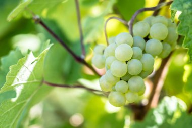 Yazın üzüm bağları