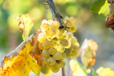 Fransa 'nın en ünlü üzüm bağlarından biri olan Alsace,
