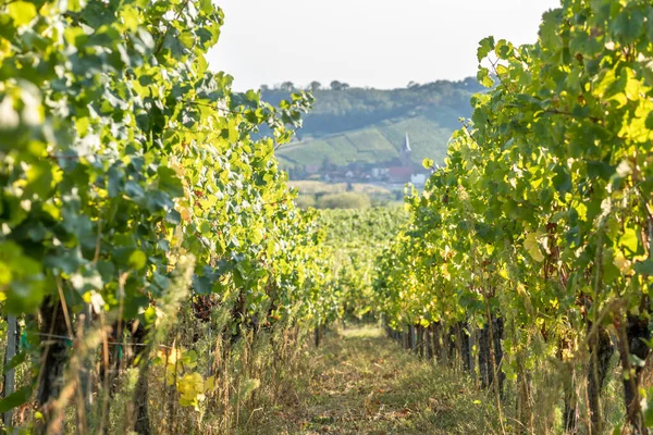 Vignoble Dans Très Célèbre Région Viticole Alsace France — Photo