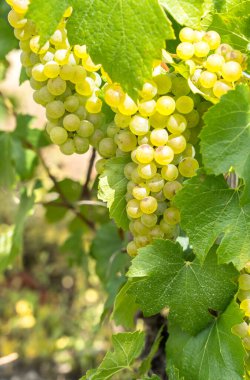 Fransa 'da dünyaca ünlü şampanya bağları