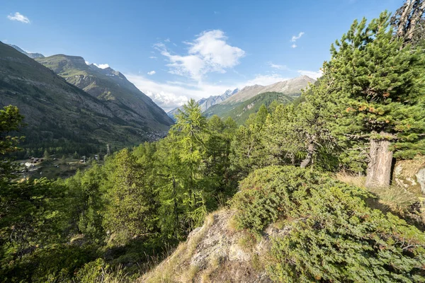 Dennenbos Landschap Bij Zonsondergang Zwitserse Alpen — Stockfoto