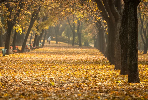 Herbstfoto im Wald — Stockfoto