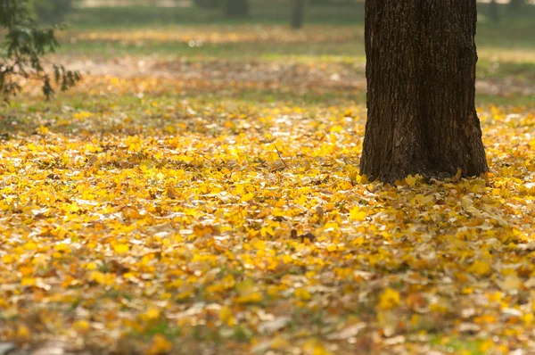 Foto autunnale in una foresta — Foto Stock