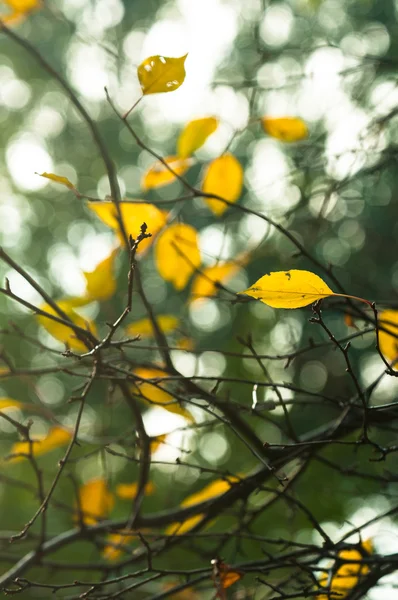 Foto autunnale in una foresta — Foto Stock