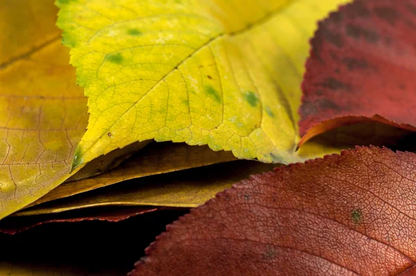 Närbild av vissa höstlig blad — Stockfoto