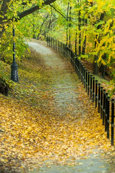 Herbstfoto im Wald — Stockfoto