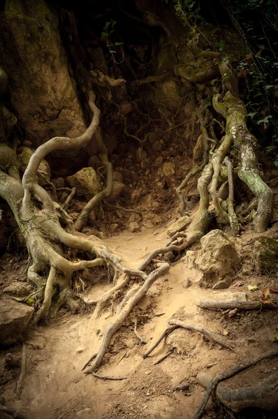 Racines d'un arbre — Photo