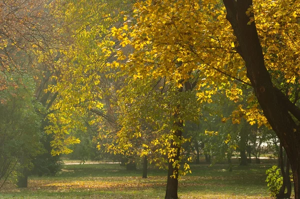 Autumnal photo in a forest — Stock Photo, Image