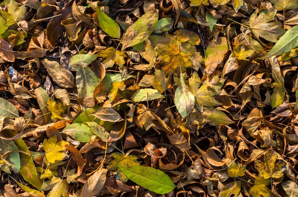 Fechar-se de algumas folhas outonais — Fotografia de Stock