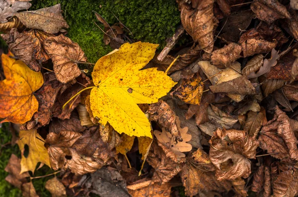 Närbild av vissa höstlig blad — Stockfoto