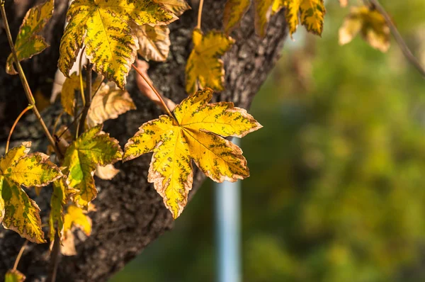 Close-up van sommige herfst bladeren — Stockfoto