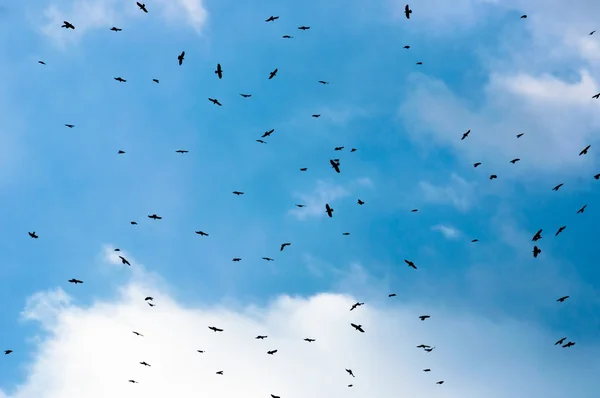 Un gran grupo de cuervos — Foto de Stock