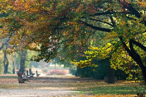 Autumnal photo in a forest — Stock Photo, Image