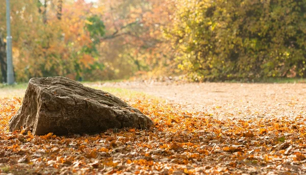 Foto otoñal en un bosque — Foto de Stock