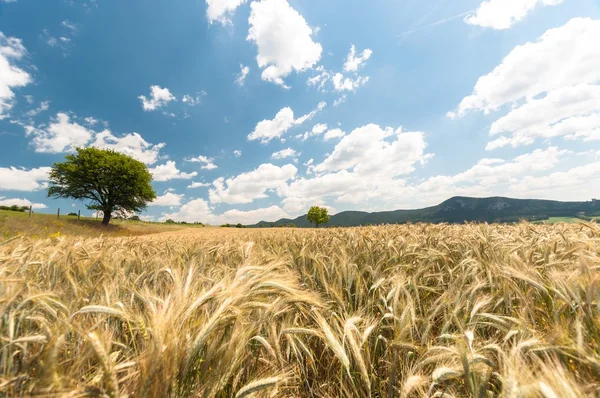 Dry wheat closeup photo — Stock Photo, Image