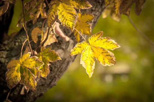 Närbild av vissa höstlig blad — Stockfoto