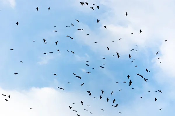 A large group of crows — Stock Photo, Image