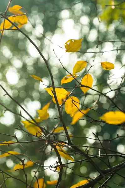 フォレスト内の秋の写真 — ストック写真