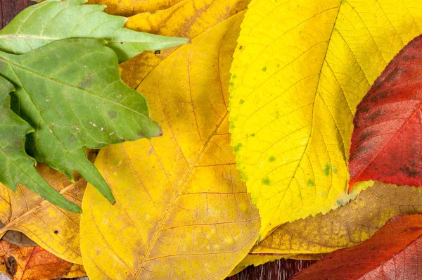 Close-up van sommige herfst bladeren — Stockfoto