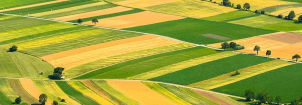 Bei file verdi — Foto Stock