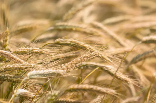 Suchý pšenice closeup fotografie — Stock fotografie