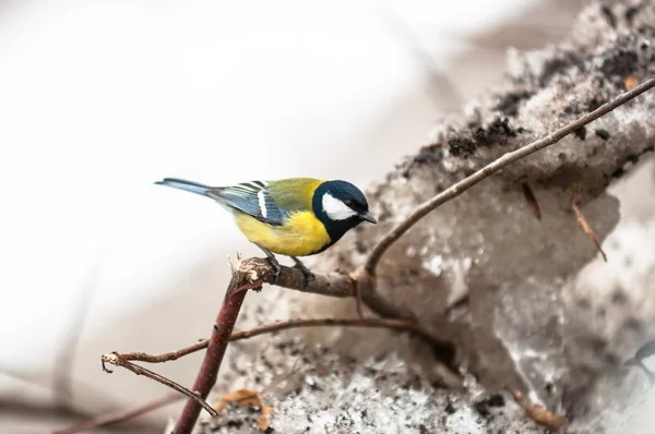 Petit oiseau assis sur la branche — Photo