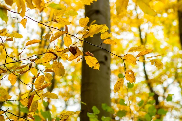 Nahaufnahme von einigen herbstlichen Blättern — Stockfoto